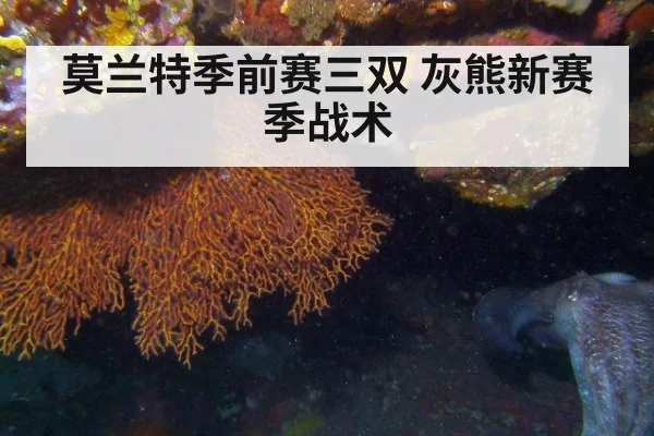 莫兰特季前赛三双 灰熊新赛季战术